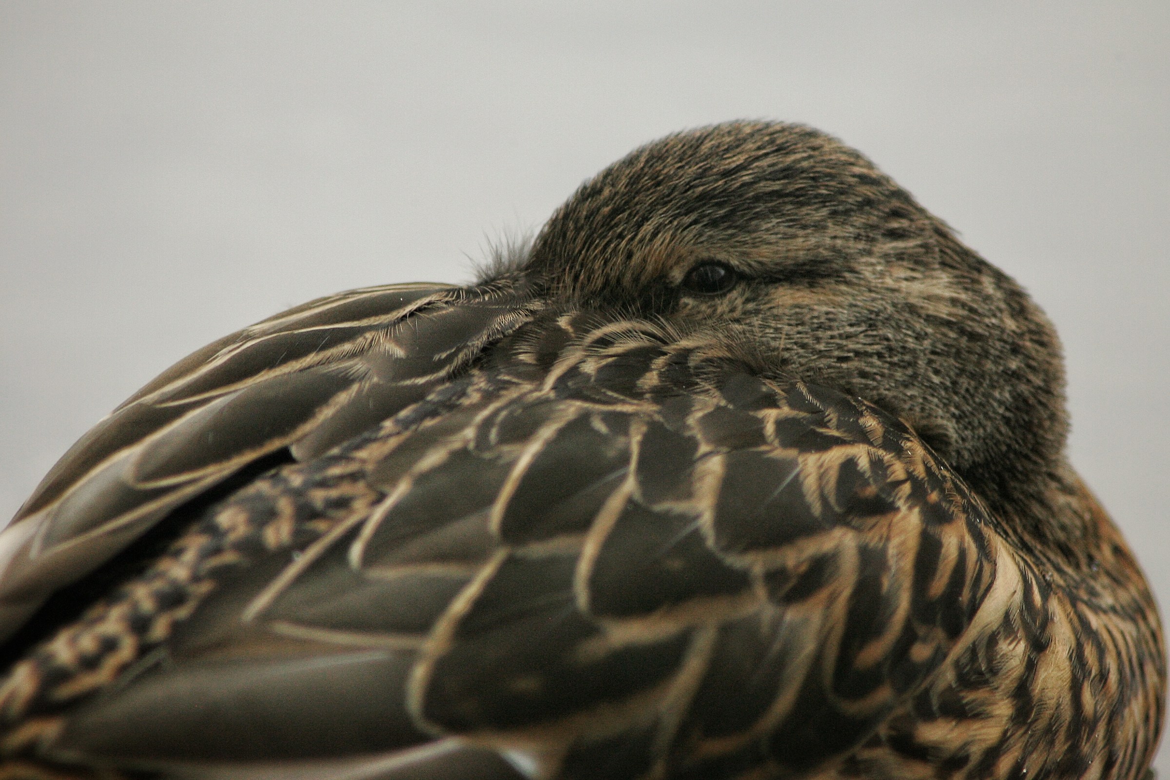 Mi spiava durante il sonnellino