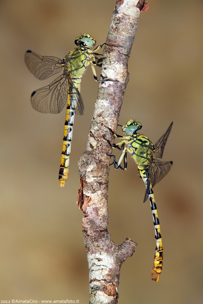 Onychogomphus forcipatus - female and male