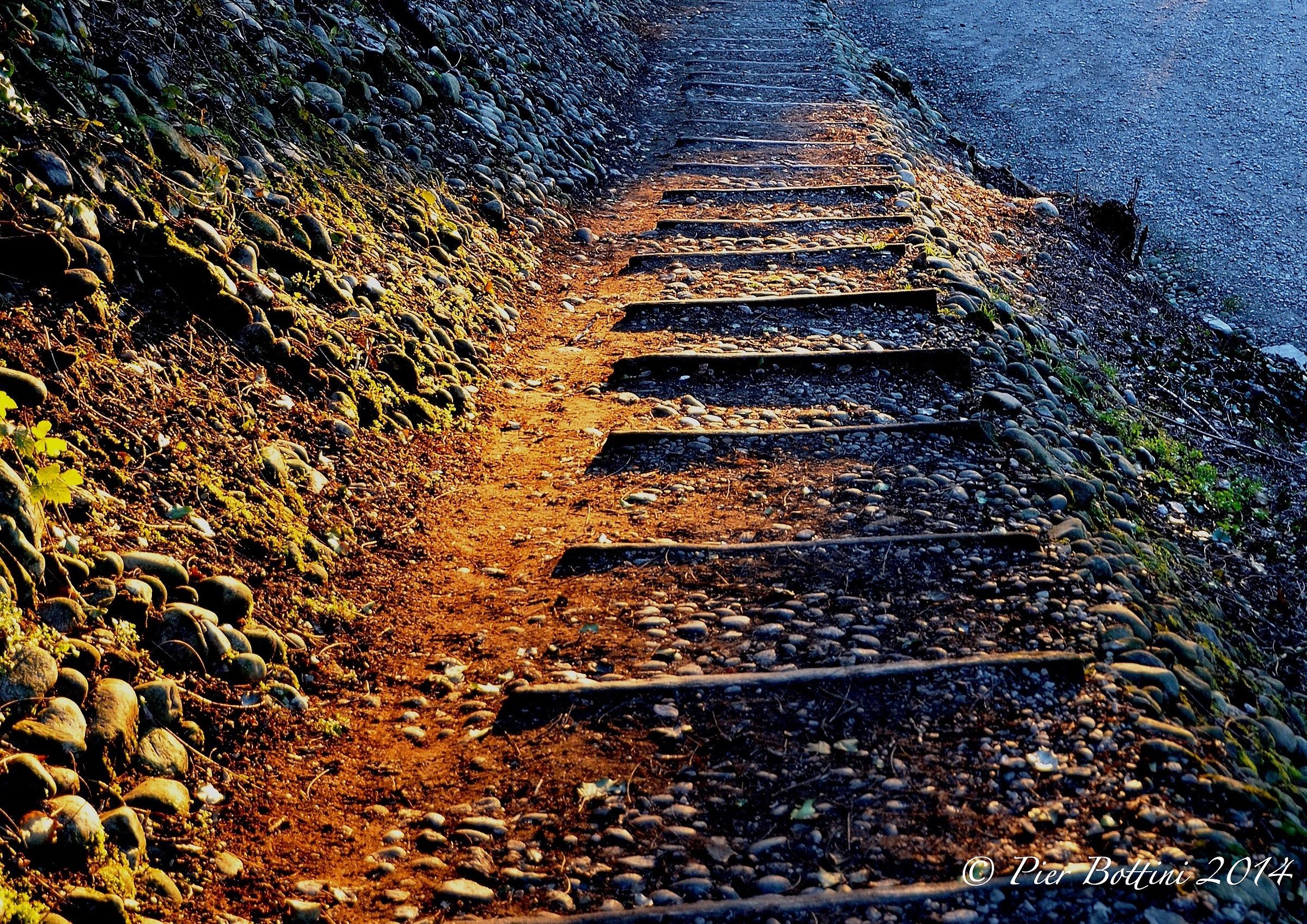 Walkway in the woods