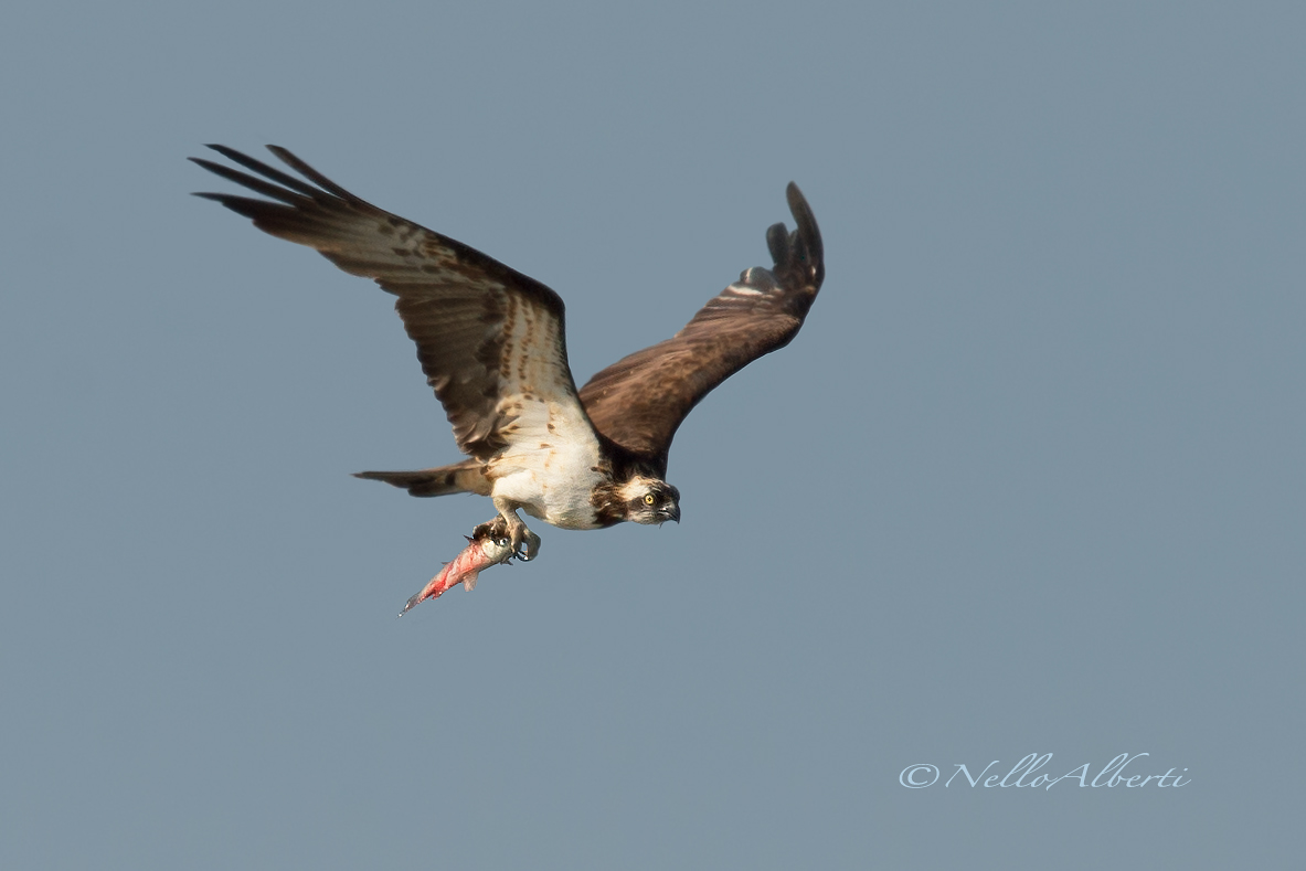 Falco Pescatore con preda molto lontano