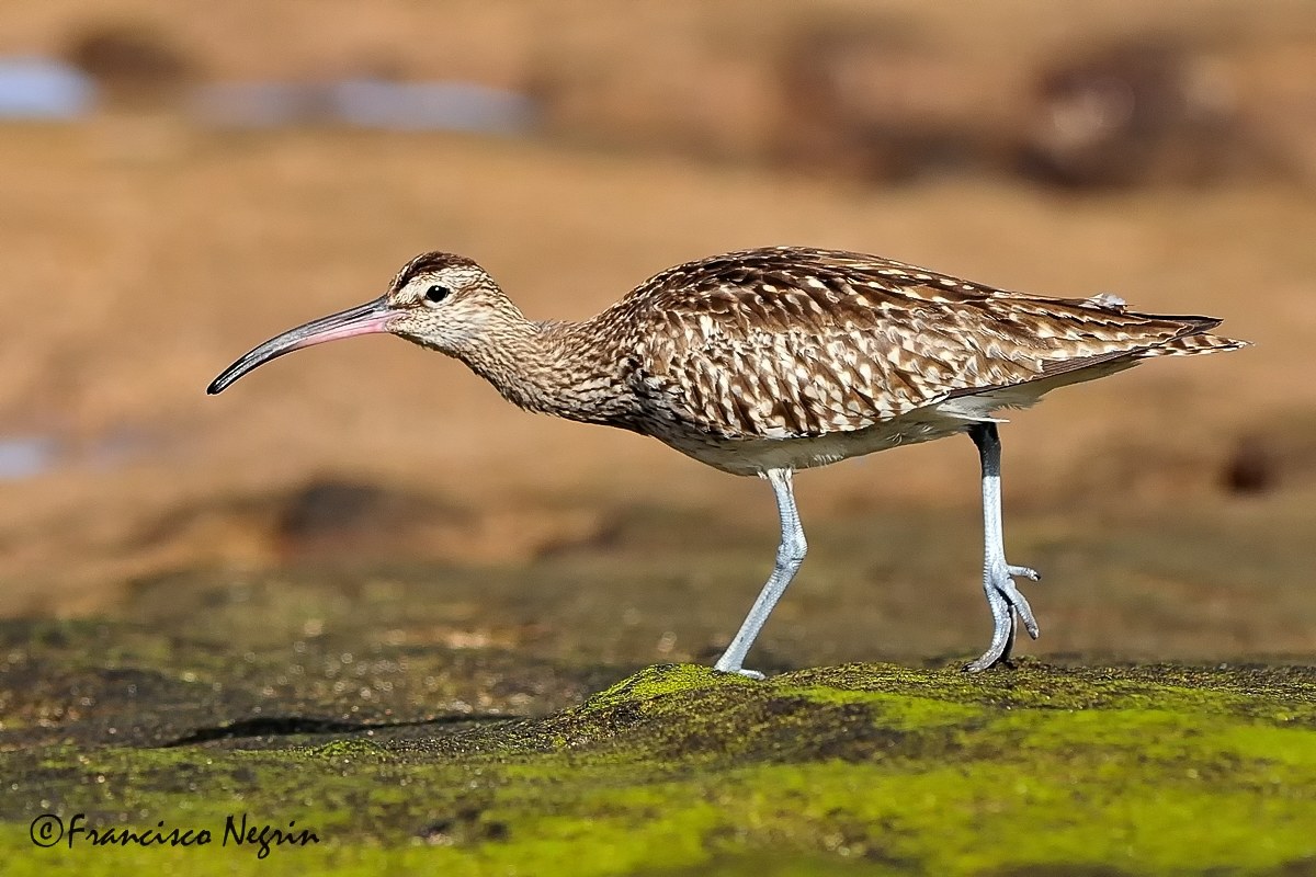 Whimbrel.