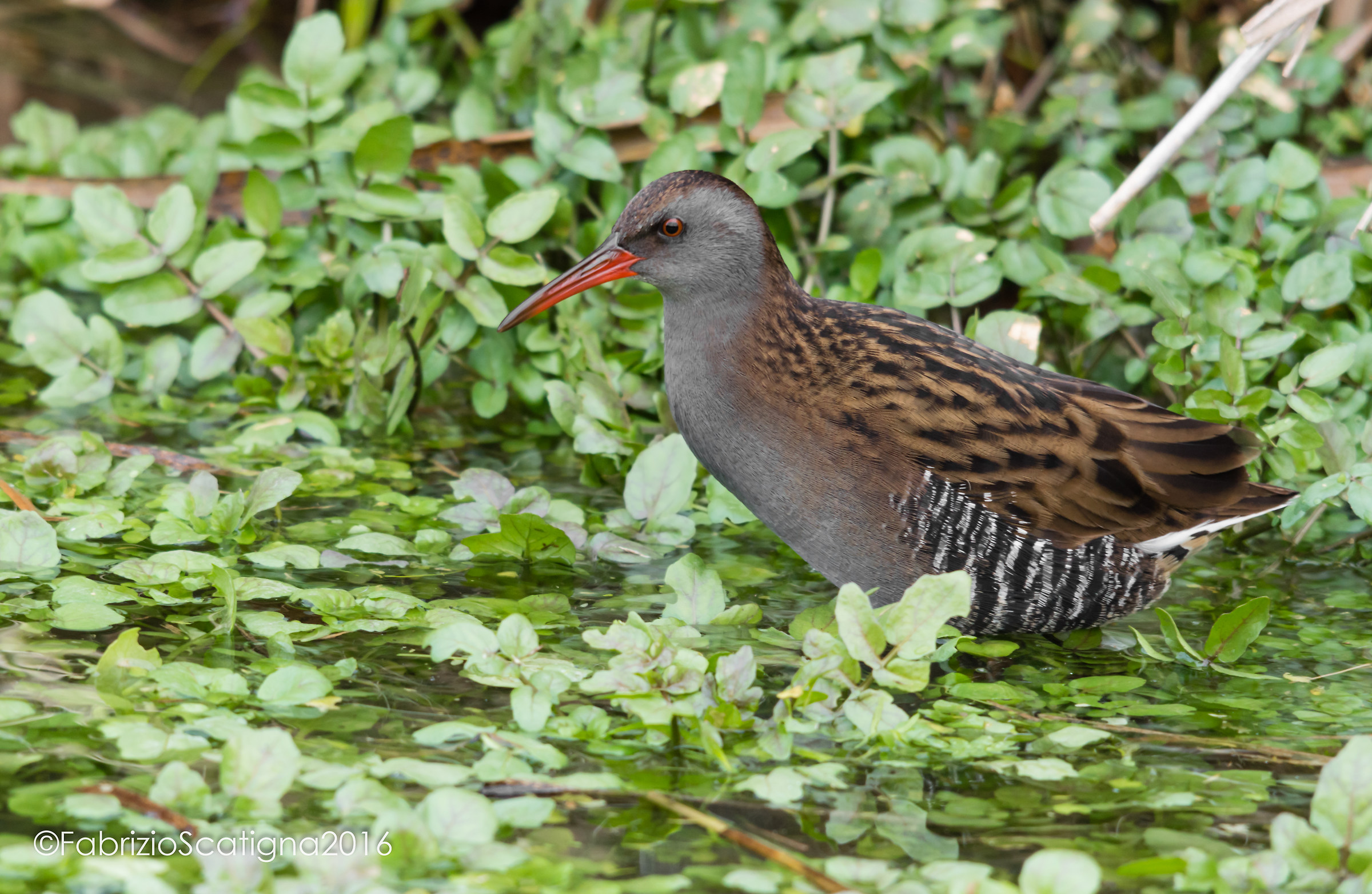 Water Rail