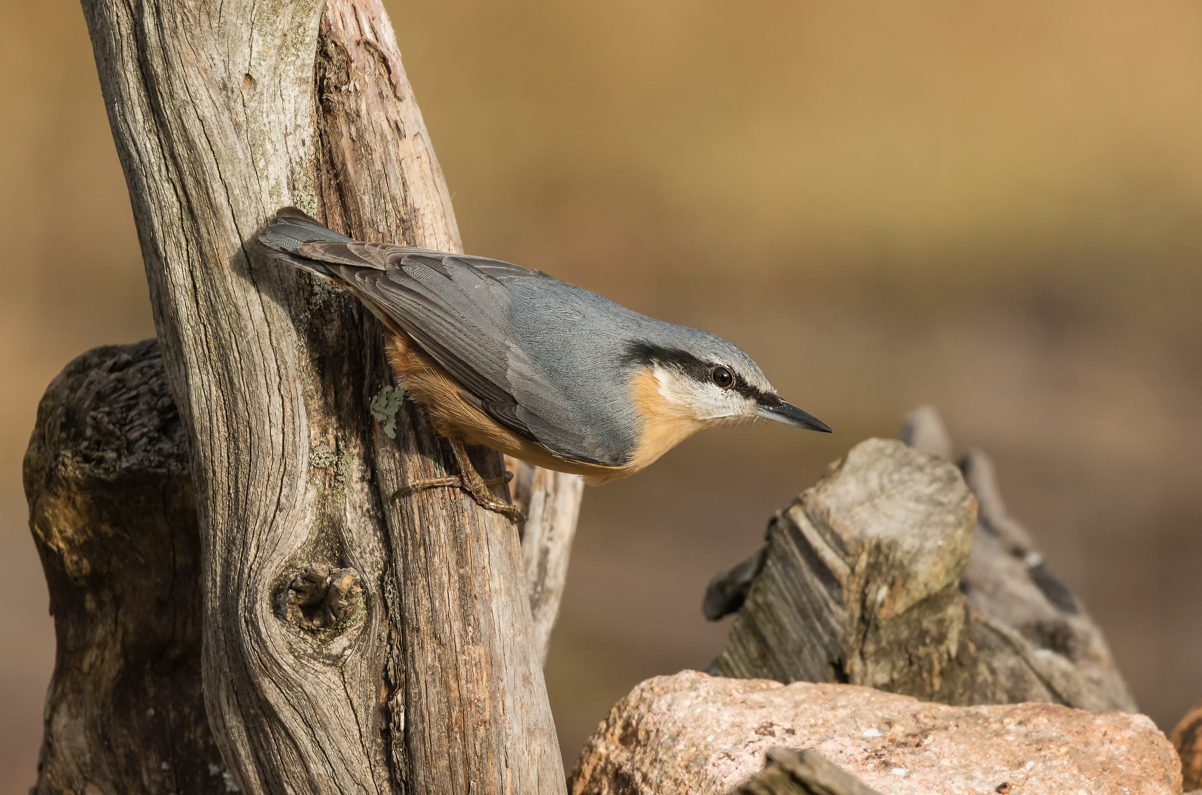 nuthatch