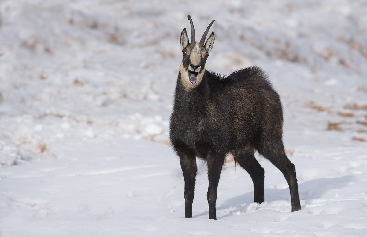 Chamois
