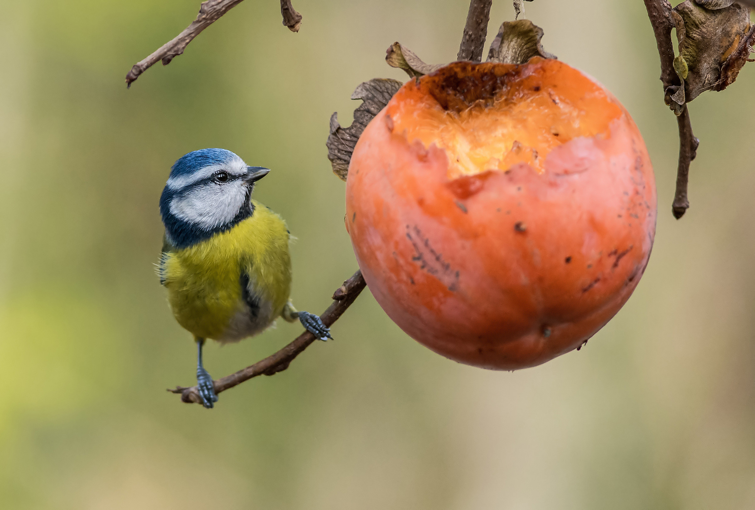 blue tit with khaki