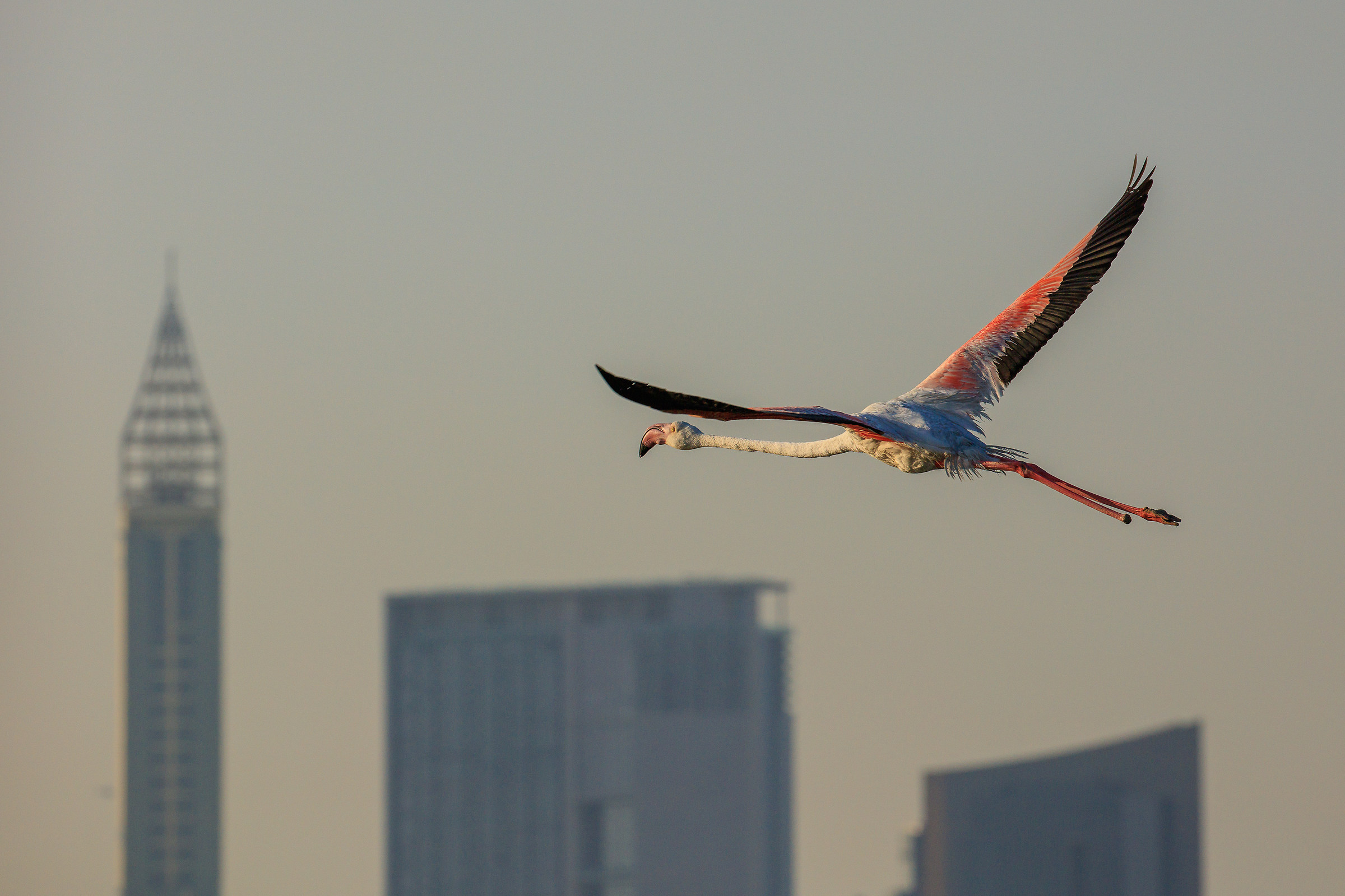 Flamingo in volo ma senza una zampa :-(