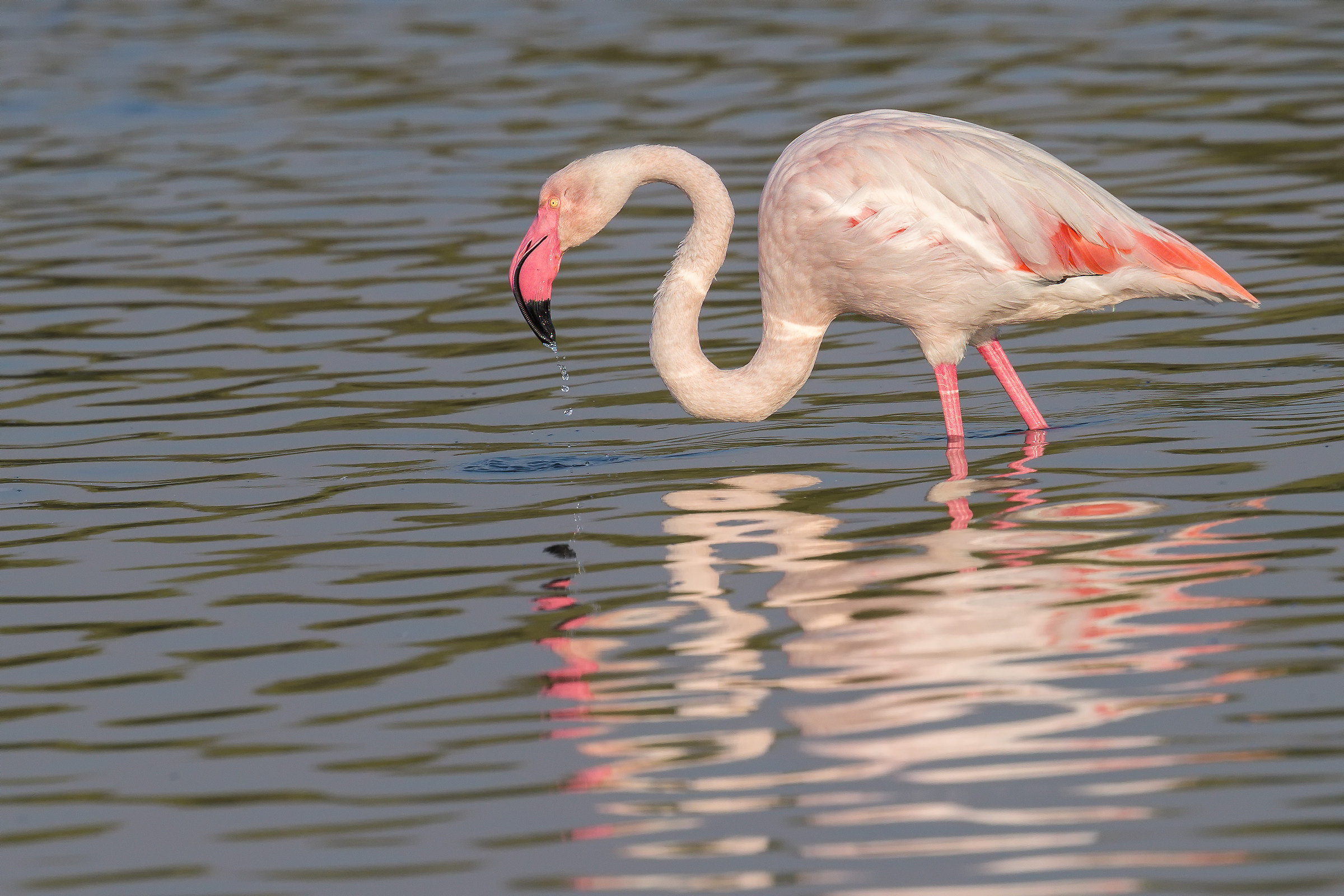 Fenicottero maggiore adulto - Santuario di Ras al Khor