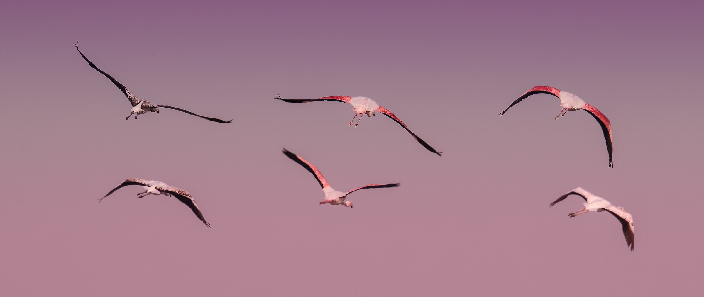 Fenicotteri Maggiori in volo a Dubai Ras al Khor