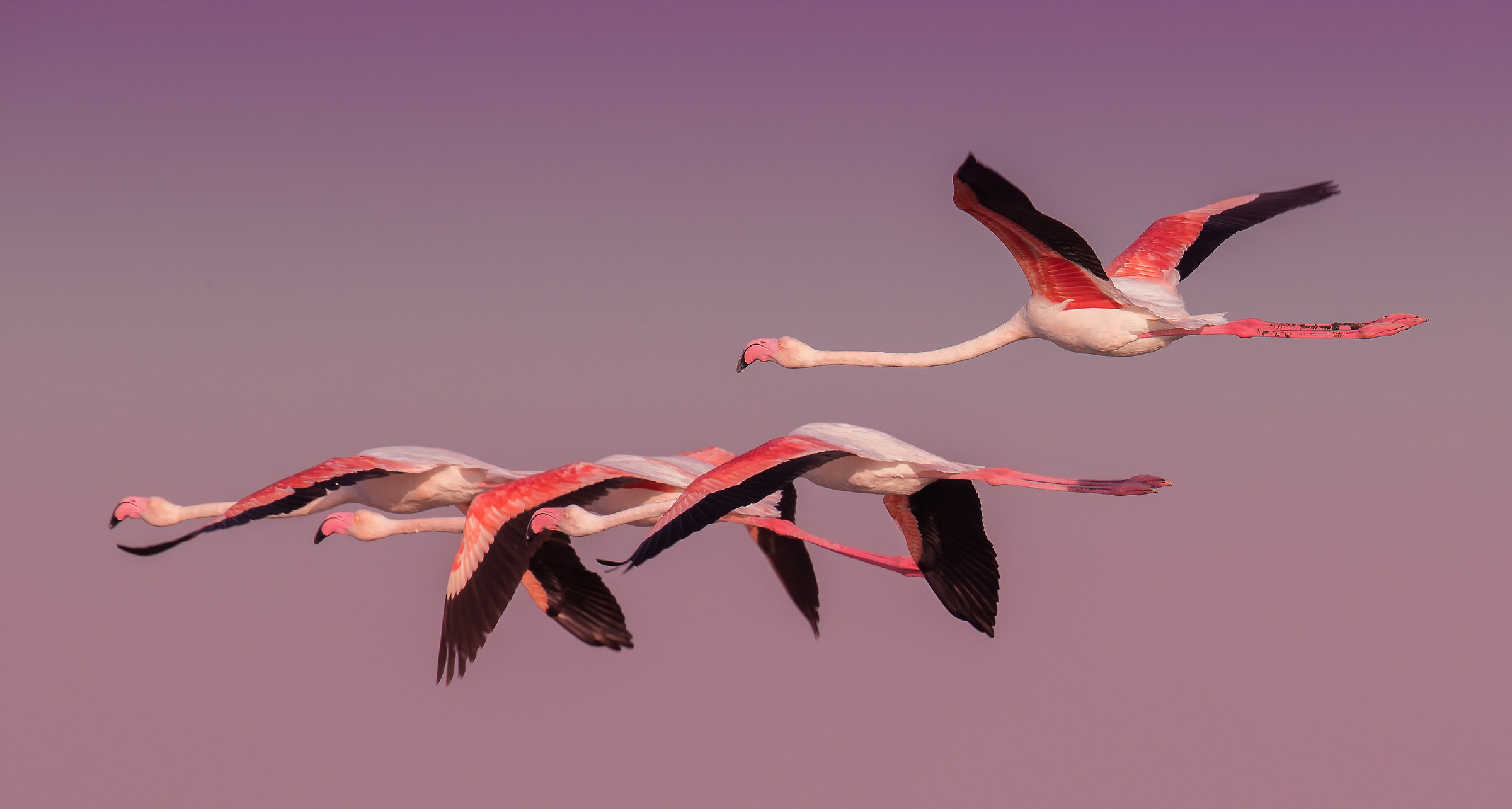 Fenicotteri Maggiori in volo a Dubai Ras al Khor