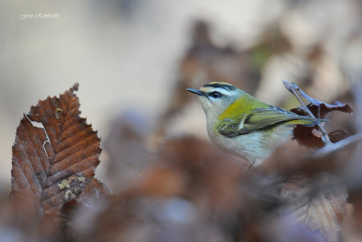 Firecrest ...