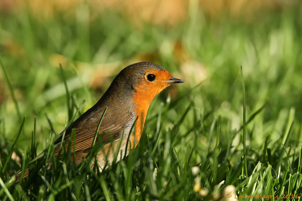 Robin in green