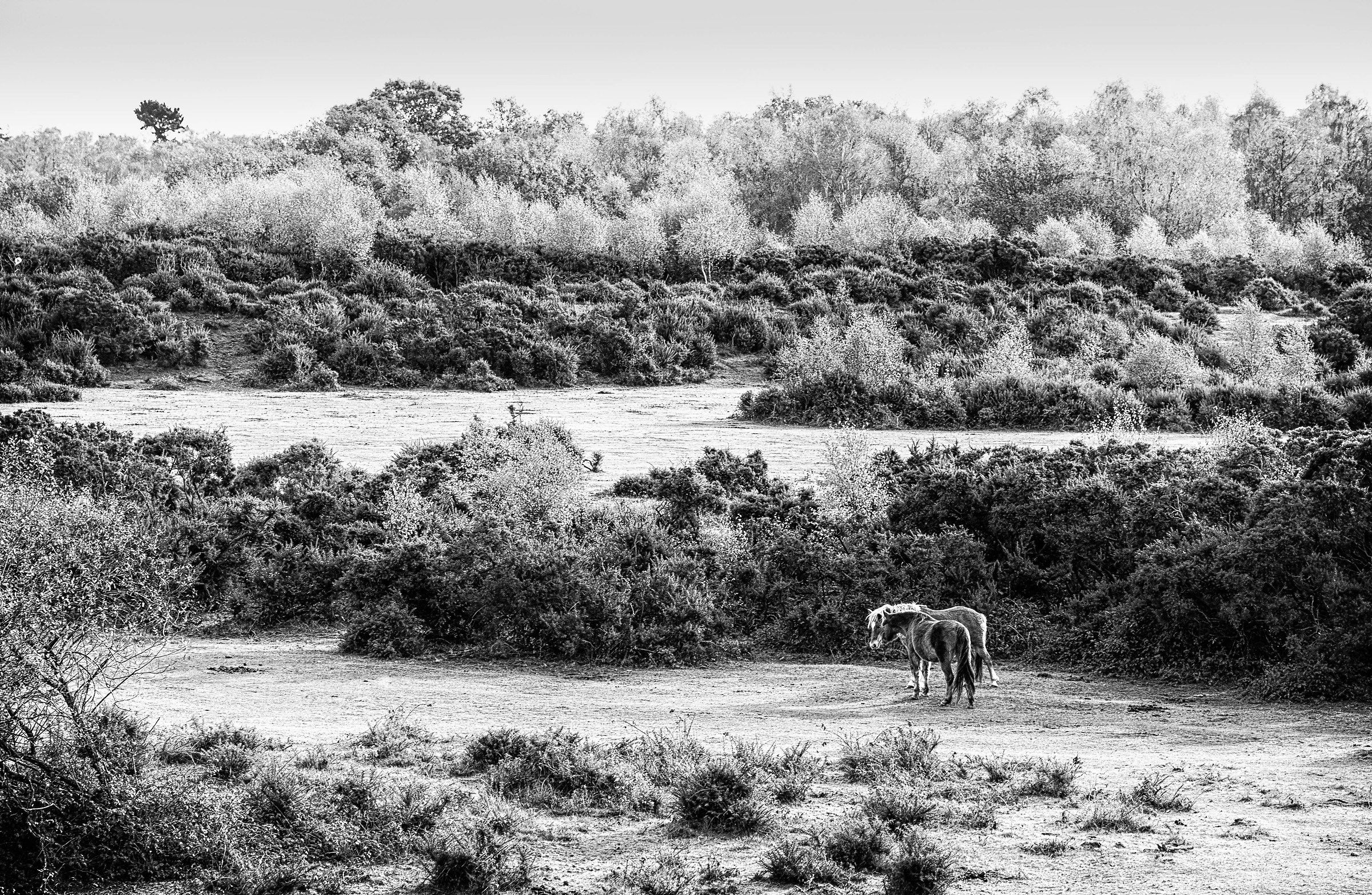 Together In The Forest