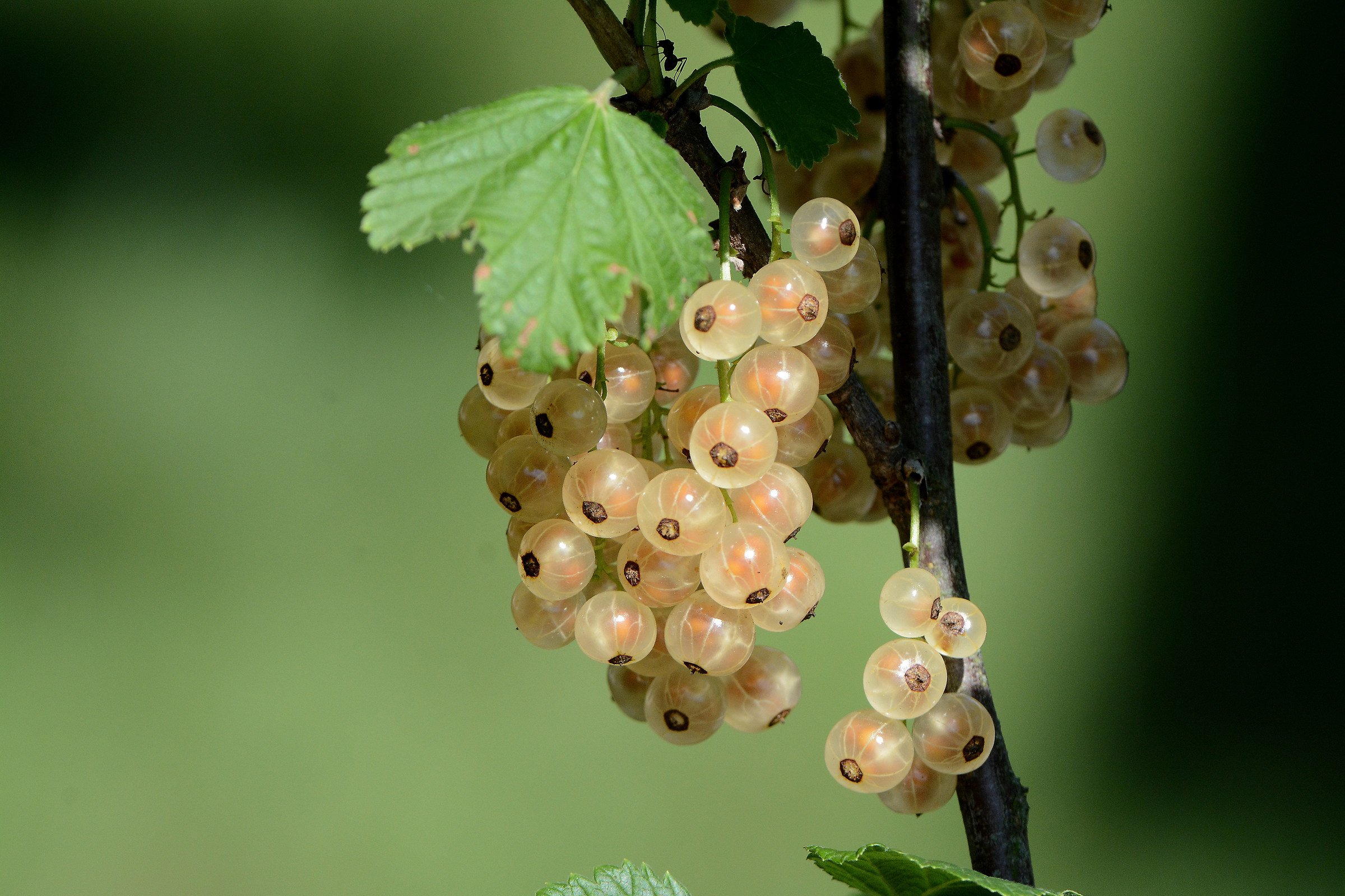 Ribes bianco