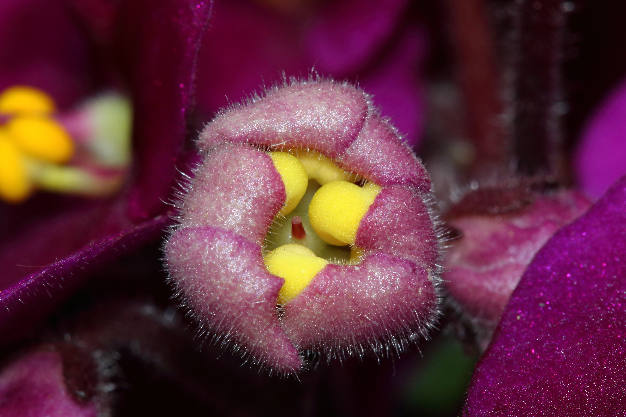 Tra un po sboccio anch'io