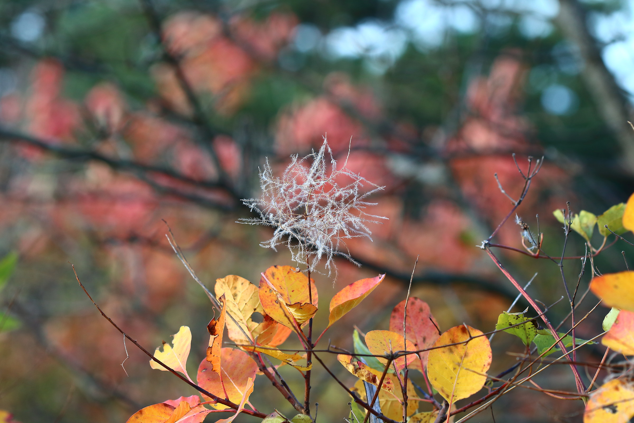 Star on the tree ... in advance!
