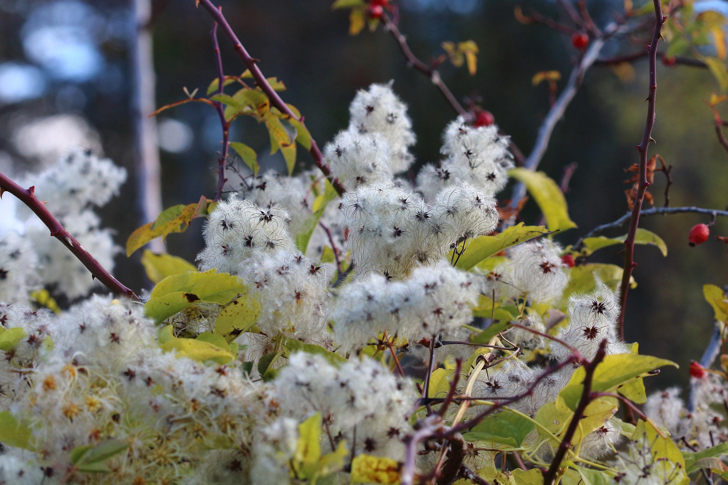 flowering bush