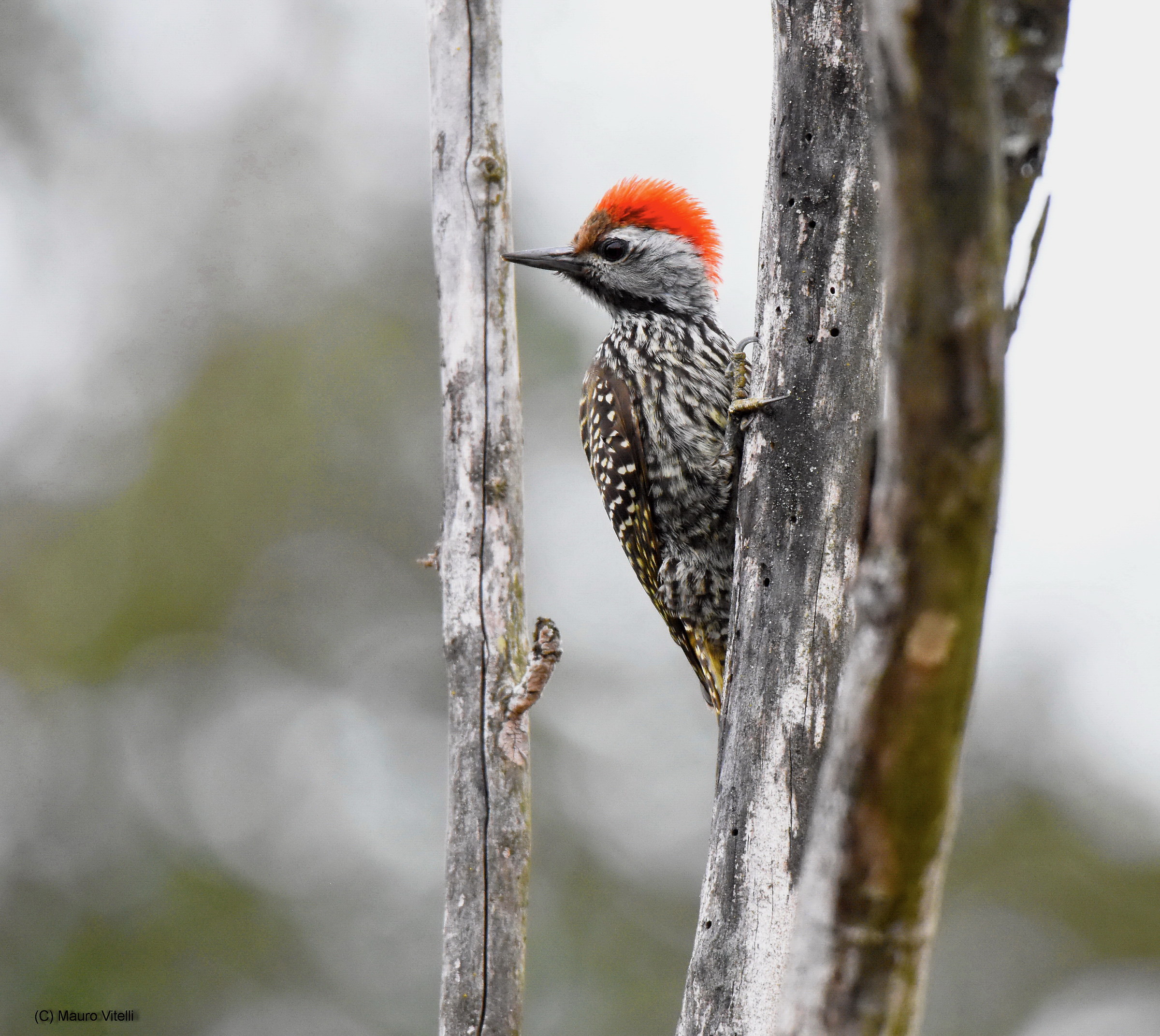 Cardinal Woodpecker