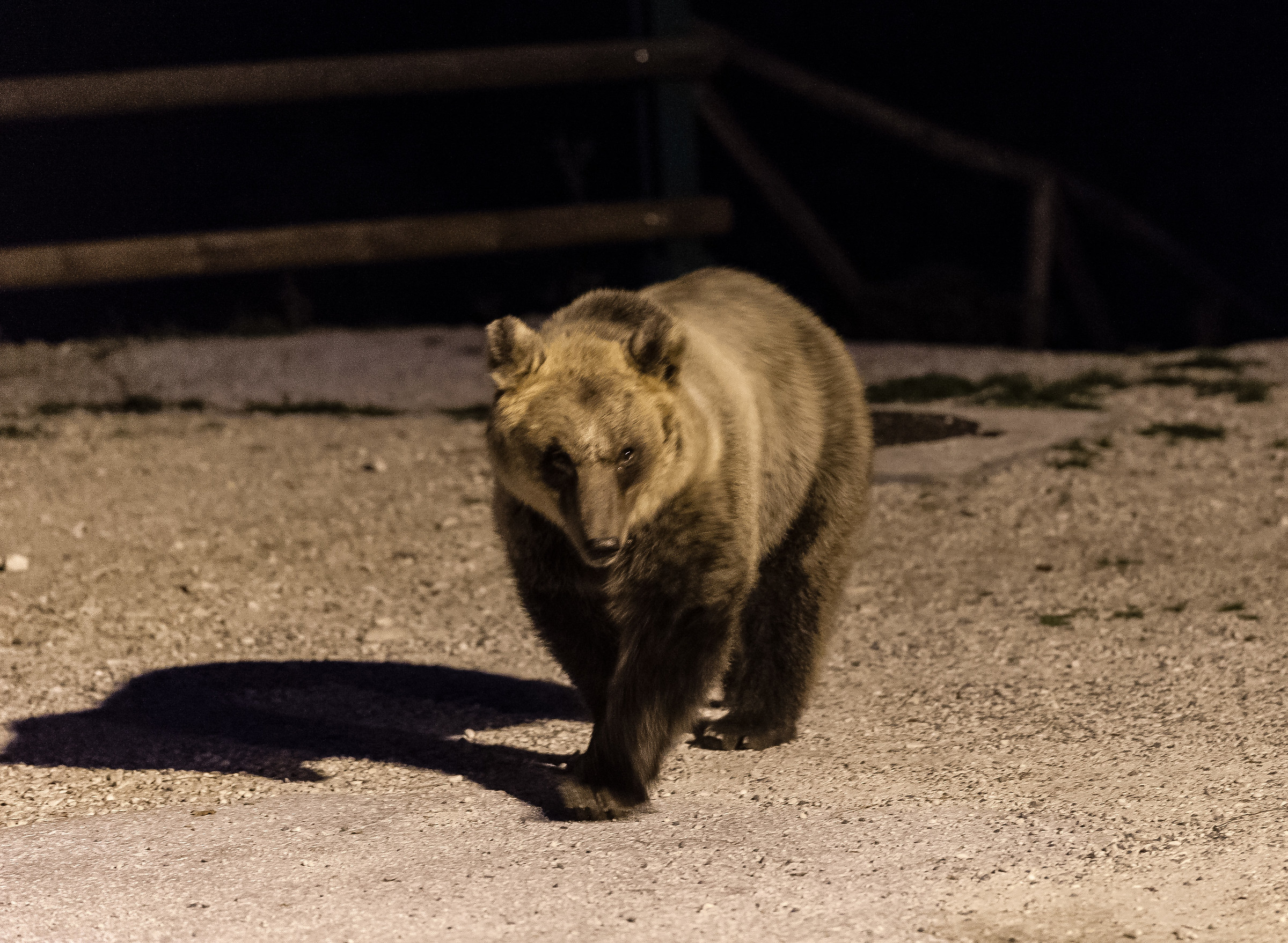 L'incontro con l'orso
