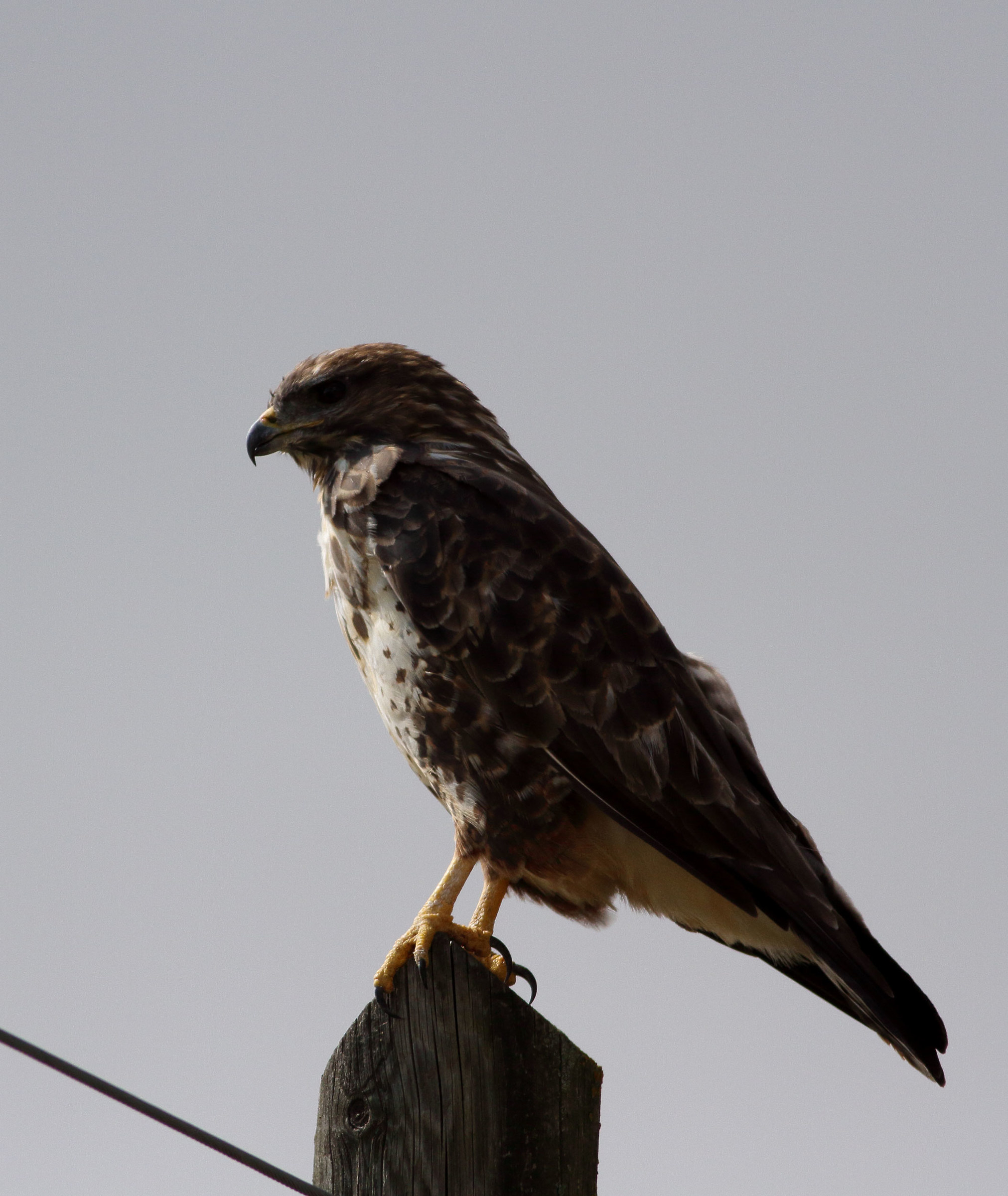 Buzzard Buteo buteo