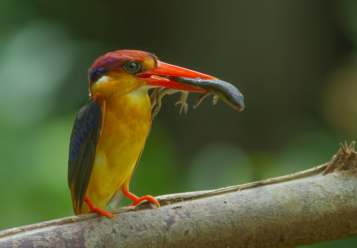 Oriental Dwarf Kingfisher at nest.#1