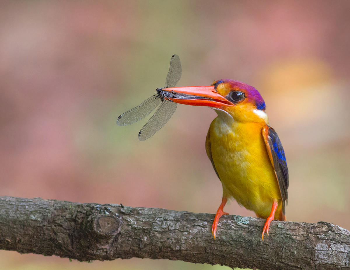 Oriental Dwarf Kingfisher at nest.#2