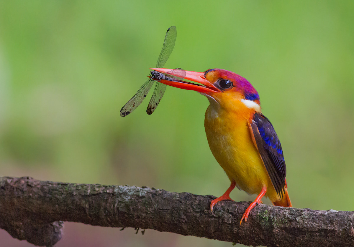 Oriental Dwarf Kingfisher at nest.#3