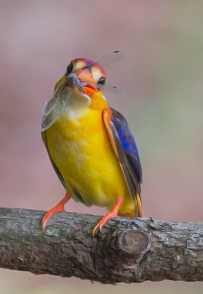 Oriental Dwarf Kingfisher at nest.#4