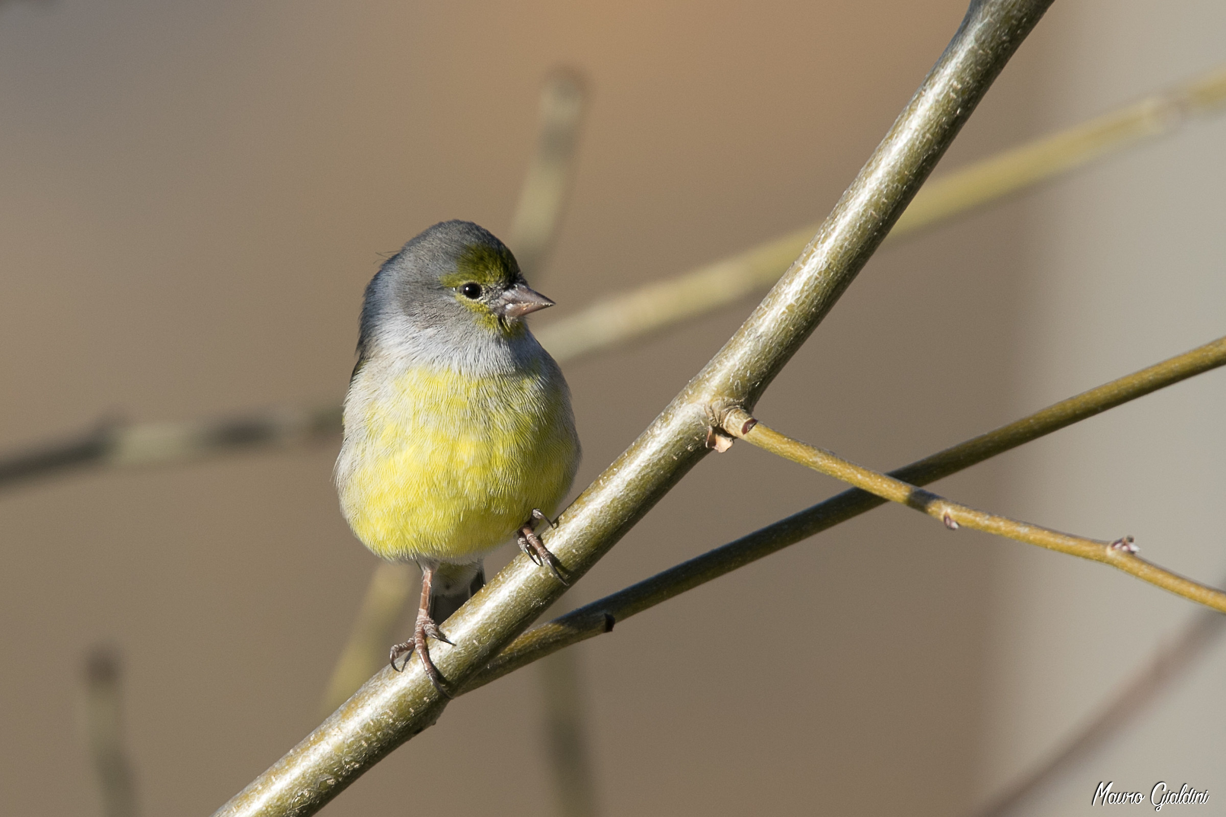 Venturone alpino (Carduelis citrinella)