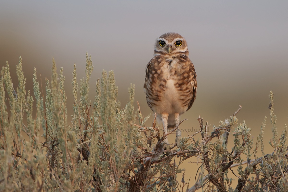Burrowing Owl
