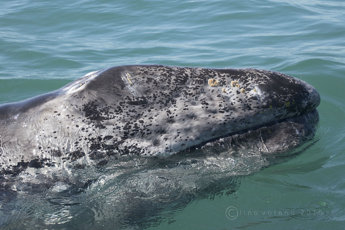 Emotions in the bay - Gray Whale San Ignacio Lagoon