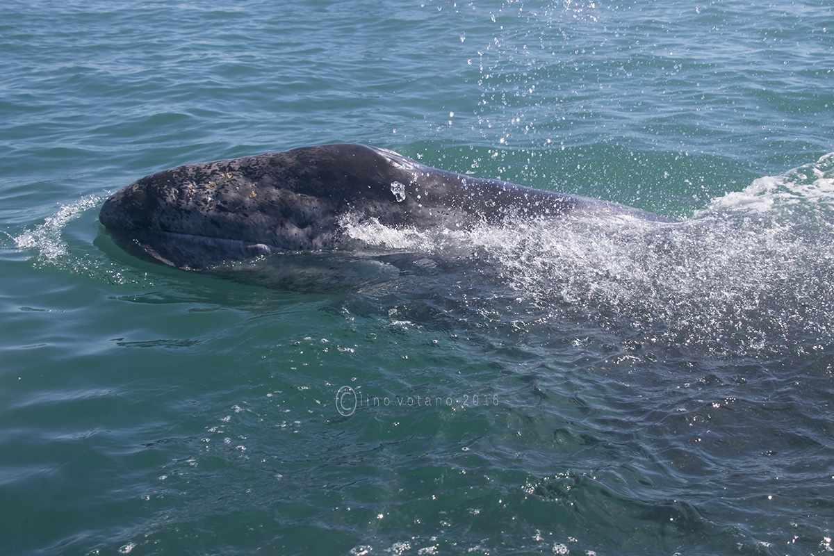 Gray Whale San Ignacio Lagoon in Baja California