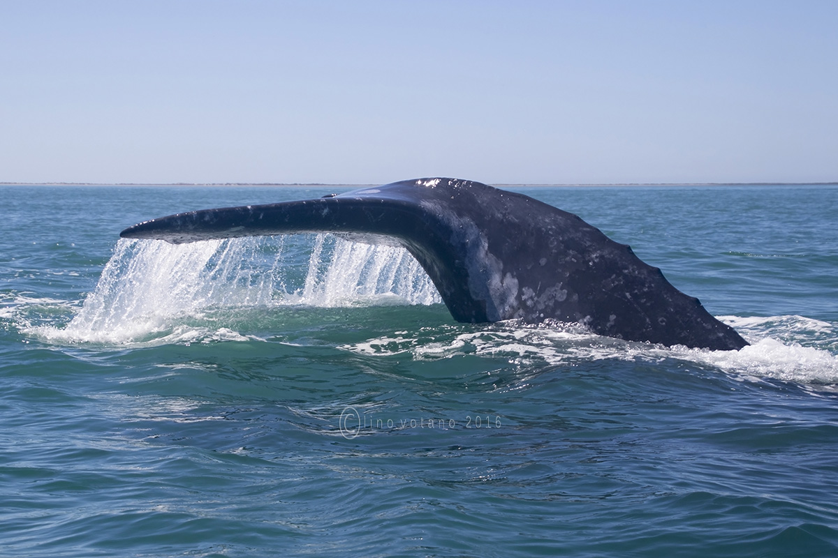 Emotions in the Grey Whale Bay San Ignacio Lagoon BC