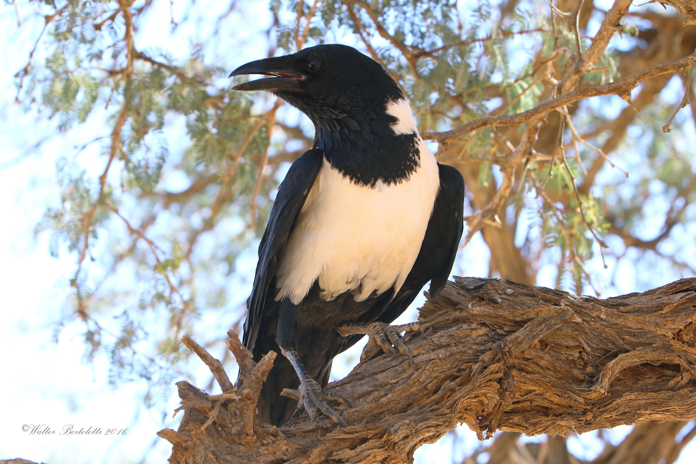 pied crow