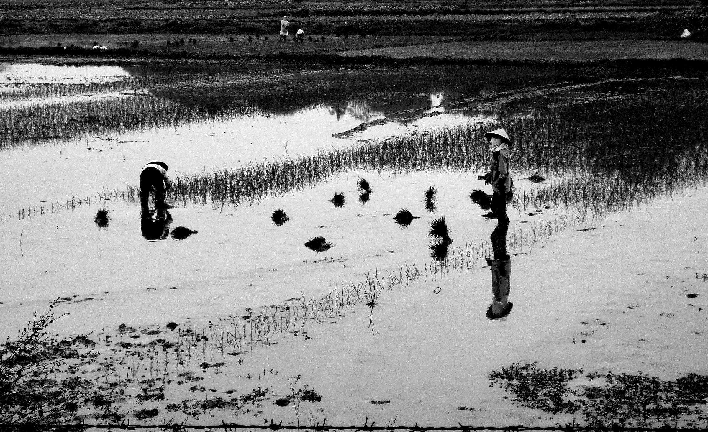 Luci e ombre in risaia