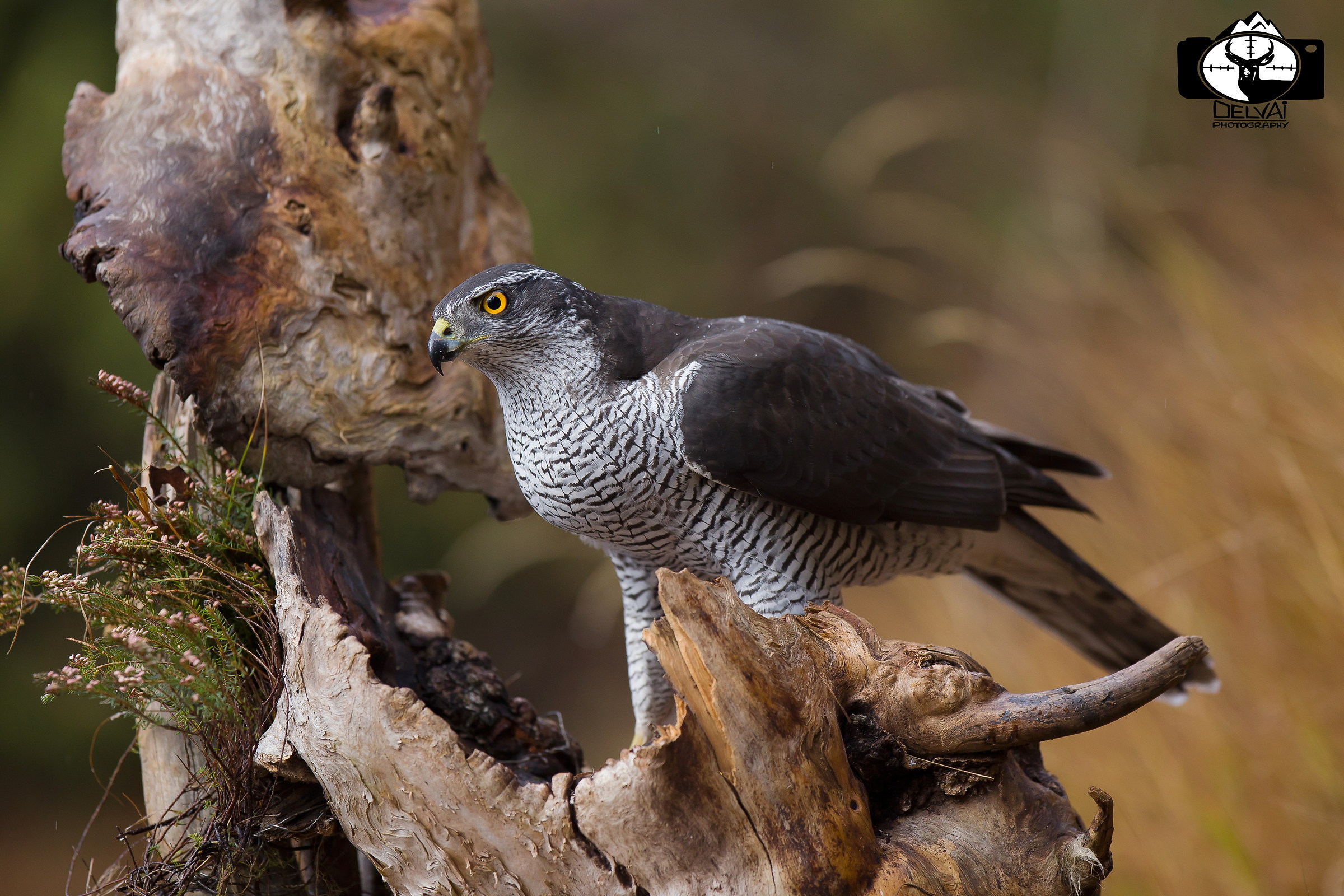 Nella foresta dell'astore