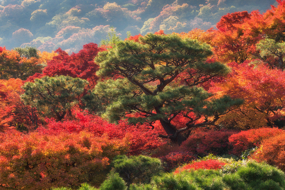 Kyoto Peak foliage