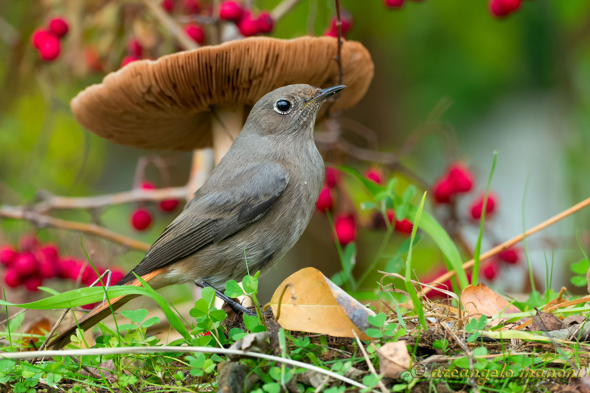 The fungus, berries and redstart