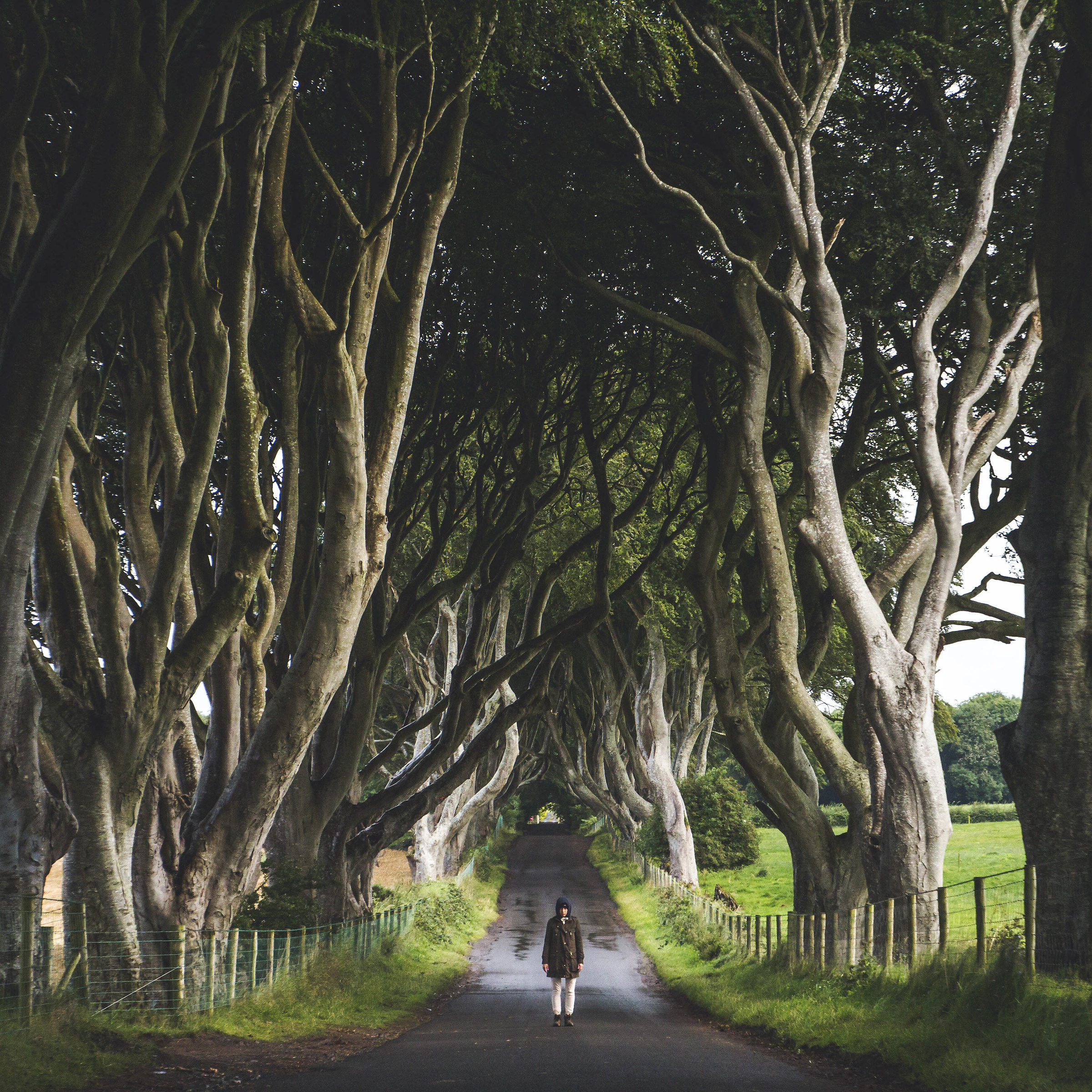The Dark Hedges