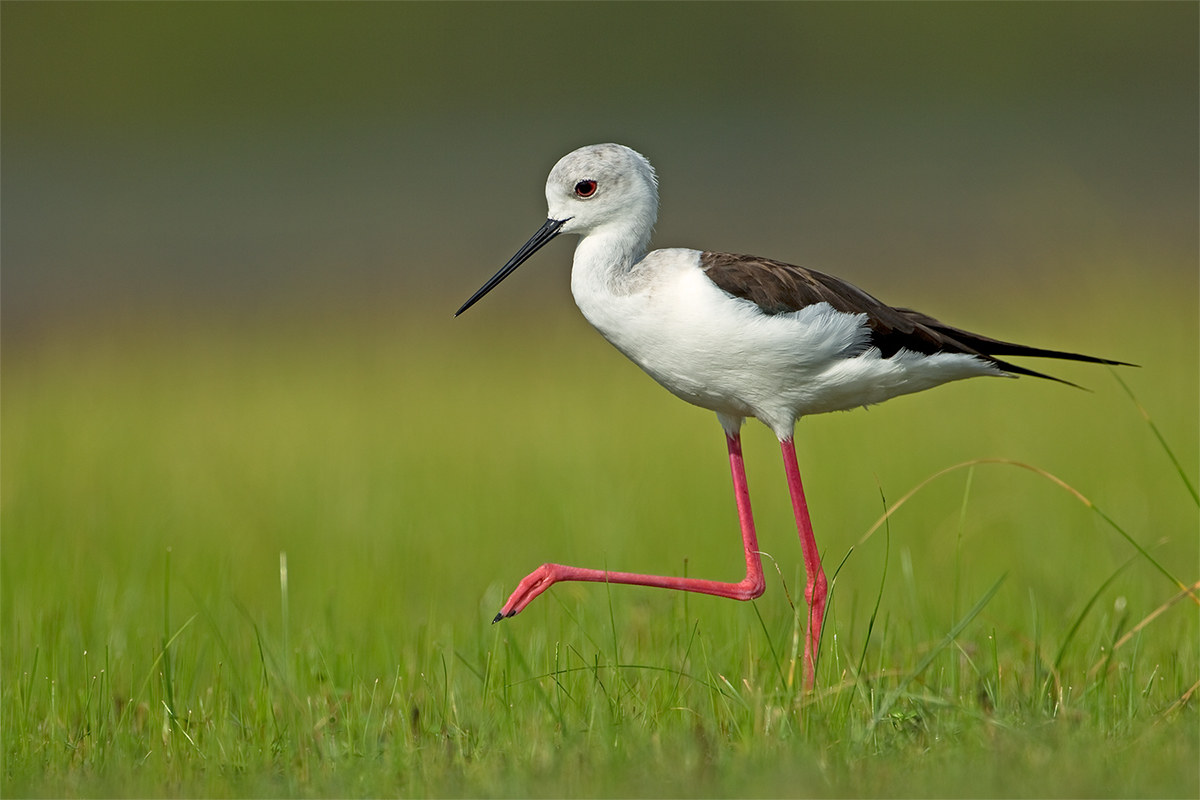 Himantopus himantopus (Black-winged stilt)