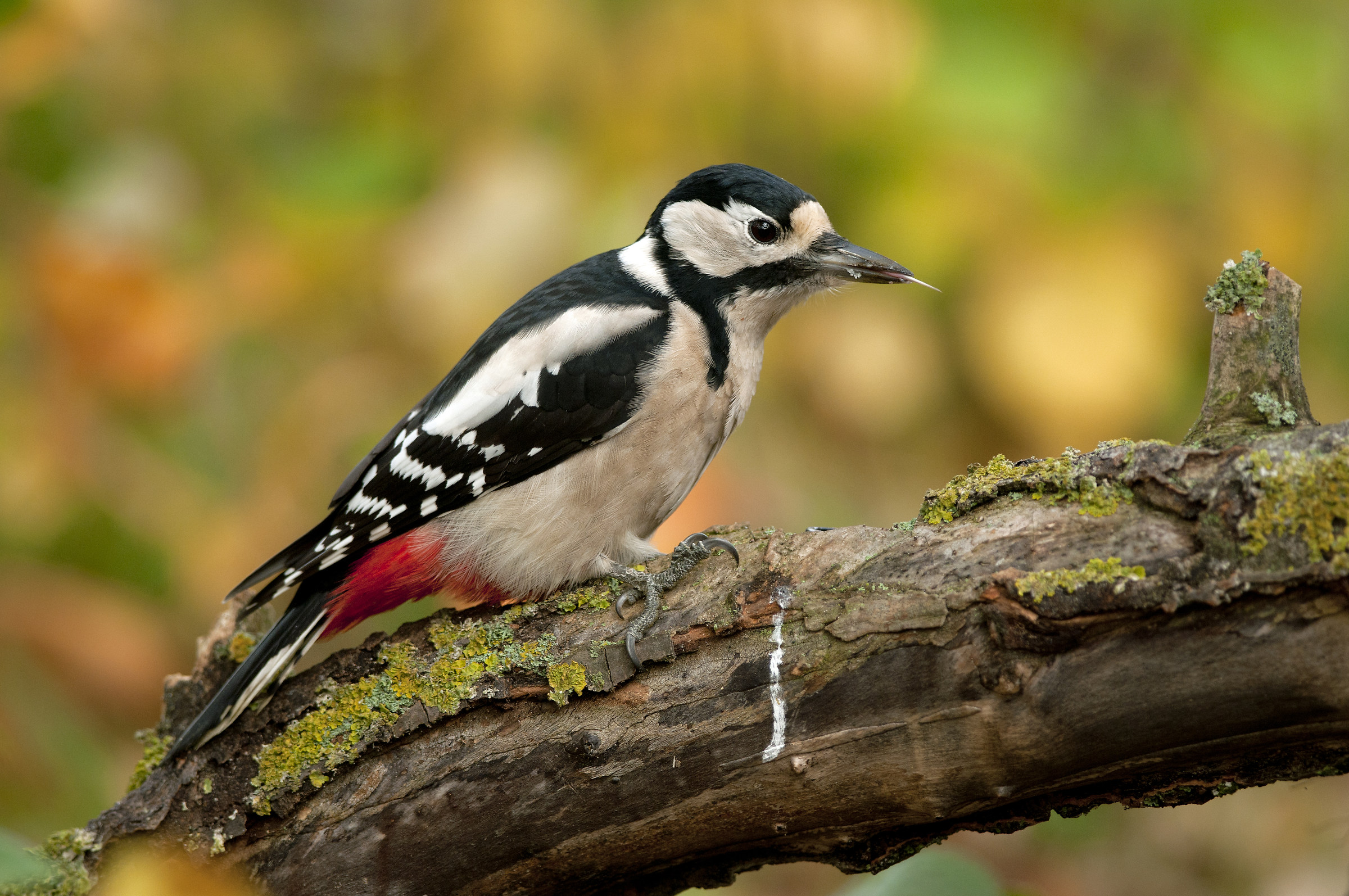Great spotted woodpecker