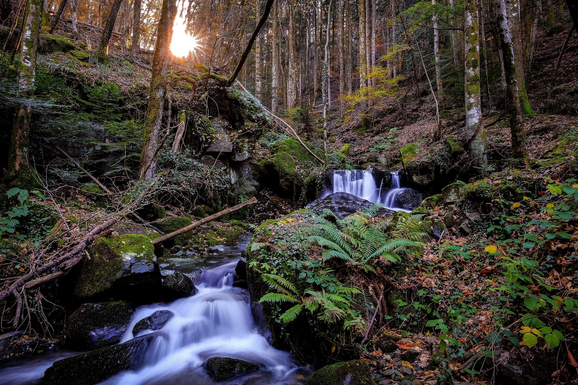 The stream in the woods