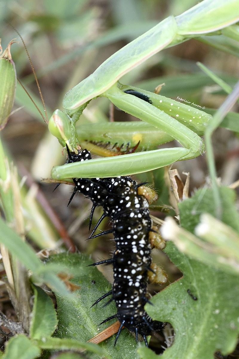 The continuous dining