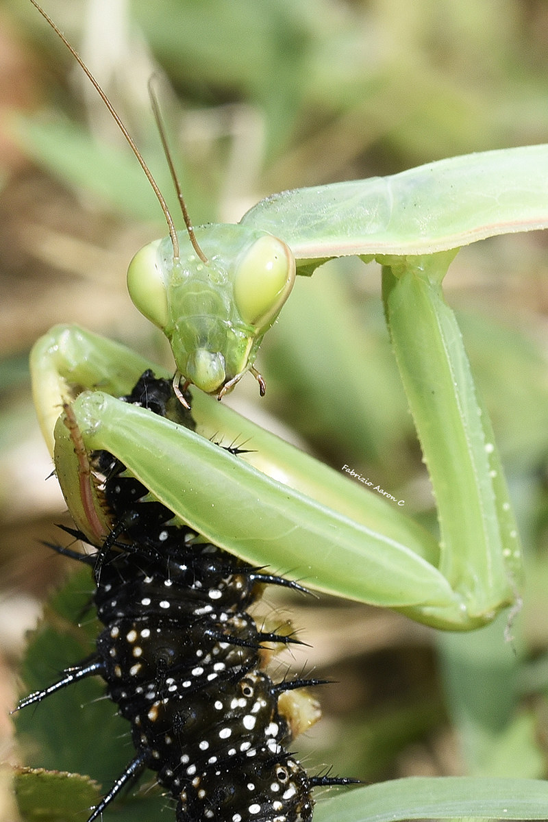 Woe to you if you touch me the caterpillar!