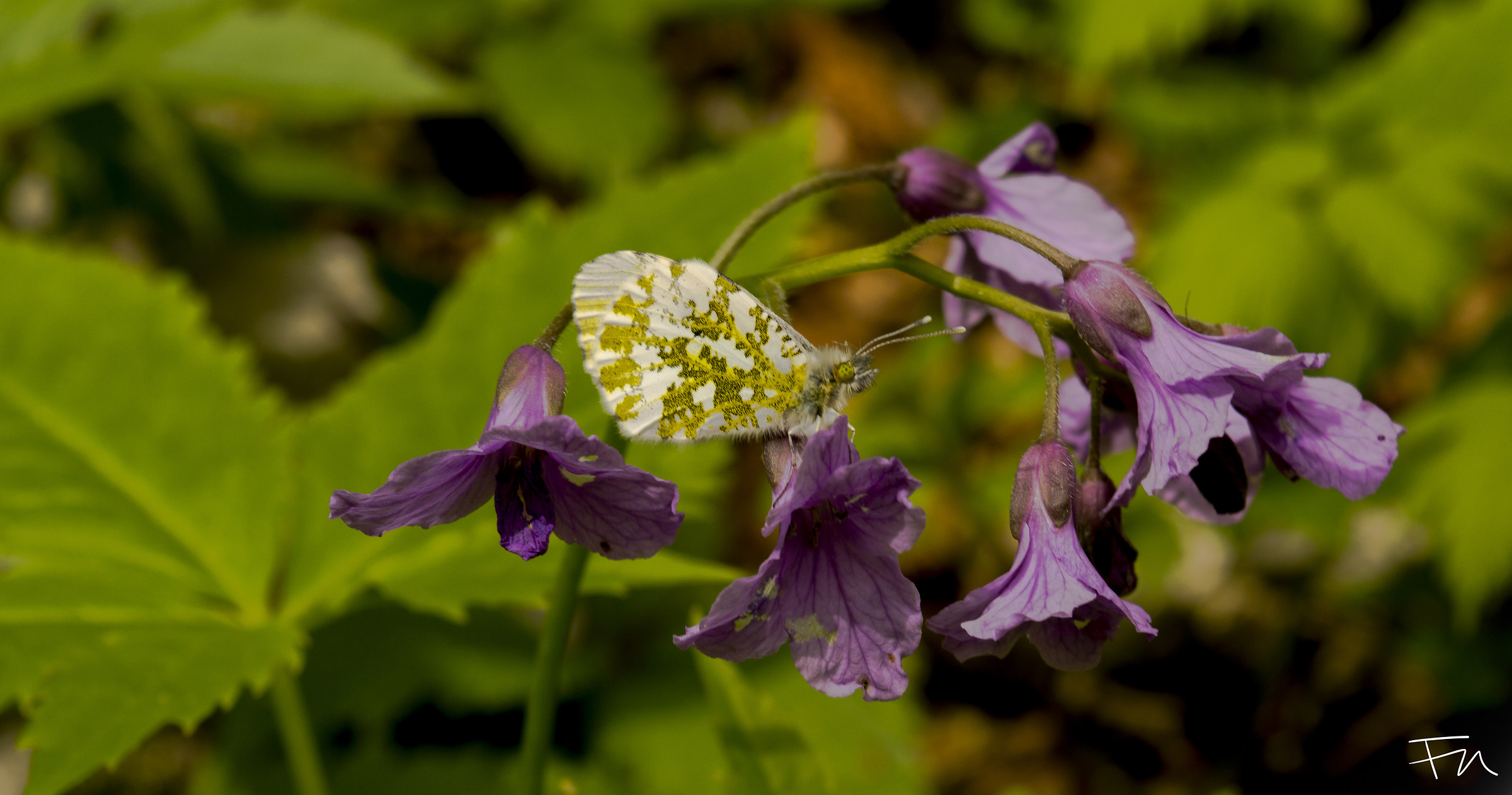 Butterfly - Bus del buson