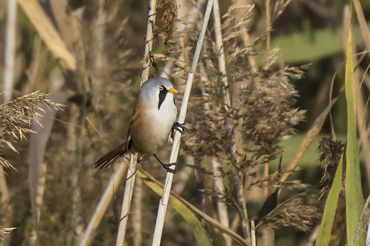 Bearded Tit