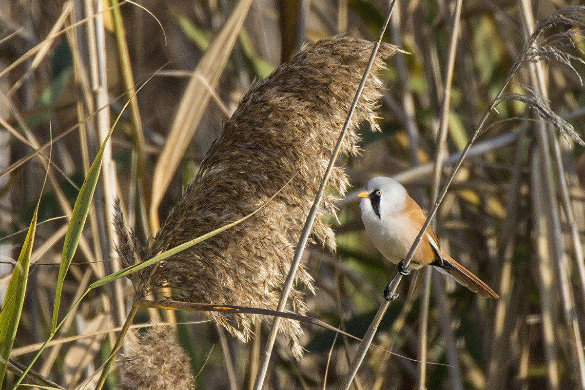 Bearded Tit