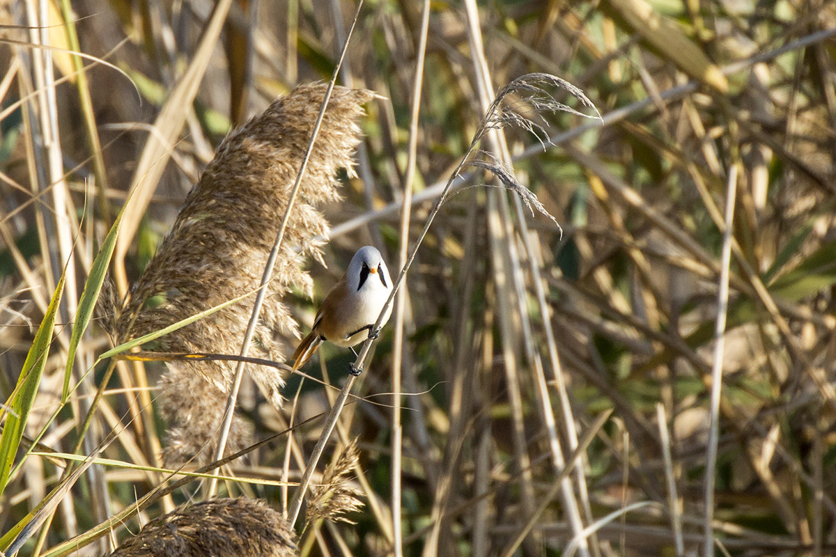 Bearded Tit