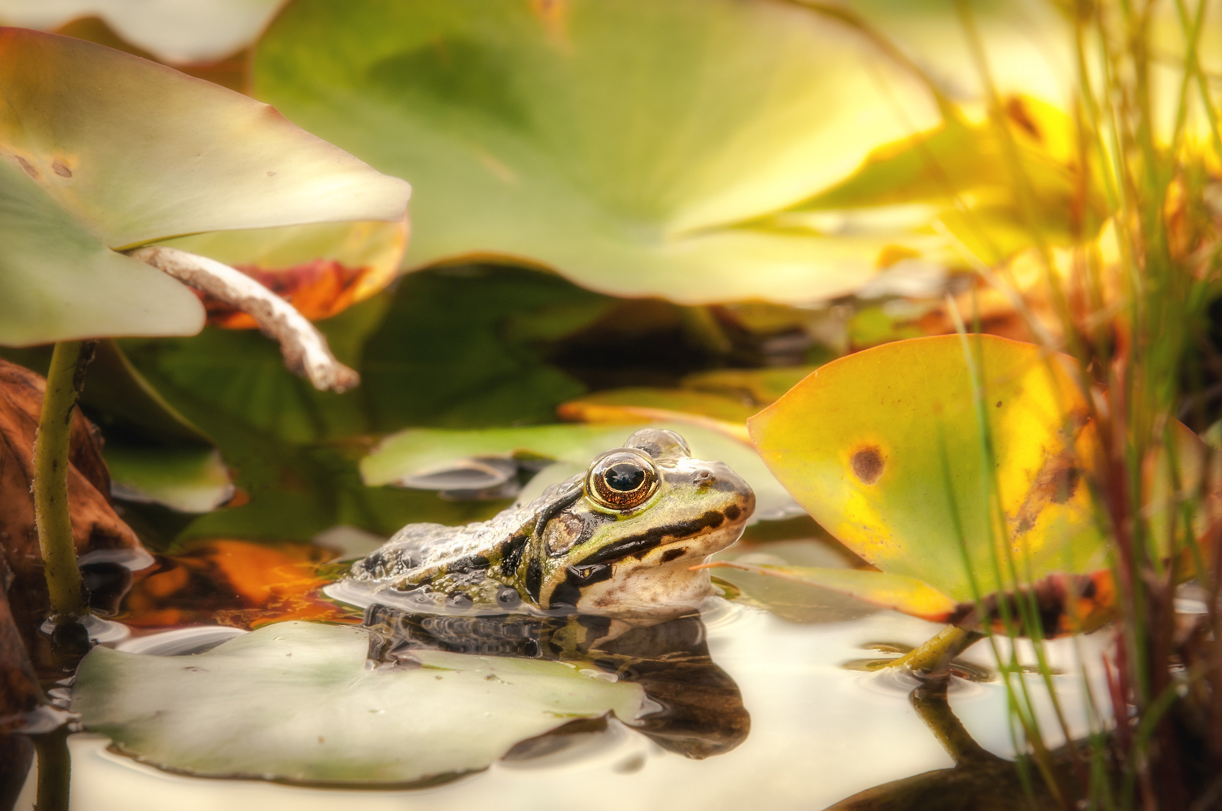 last in the pond light