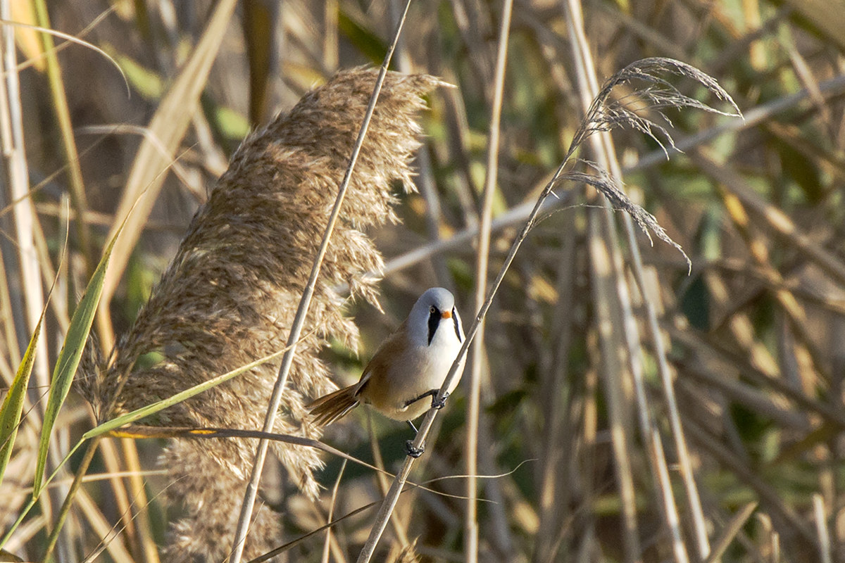 Bearded Tit