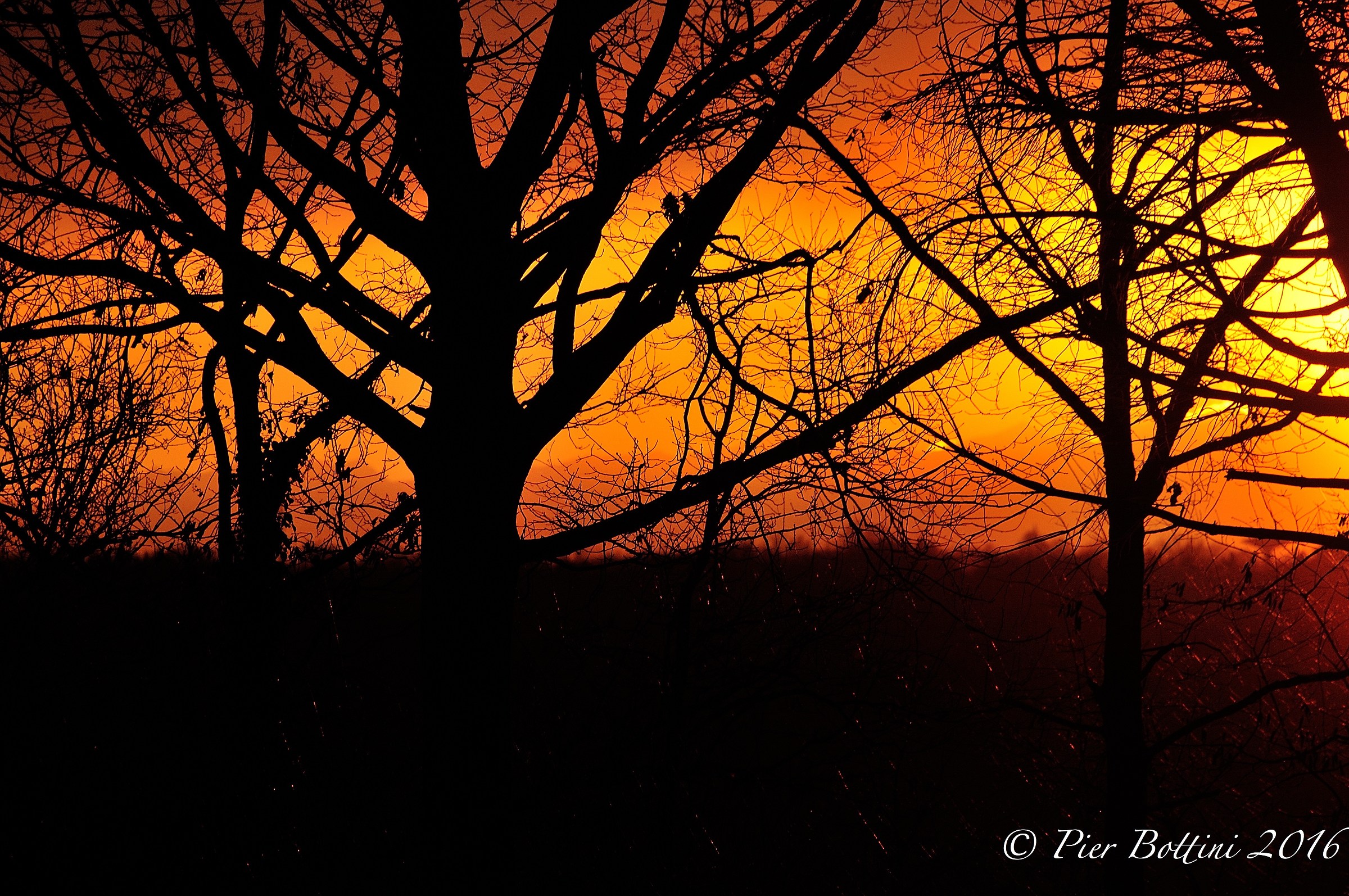 Sunset between trees